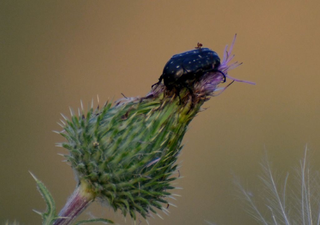 Oxythyrea funesta? S